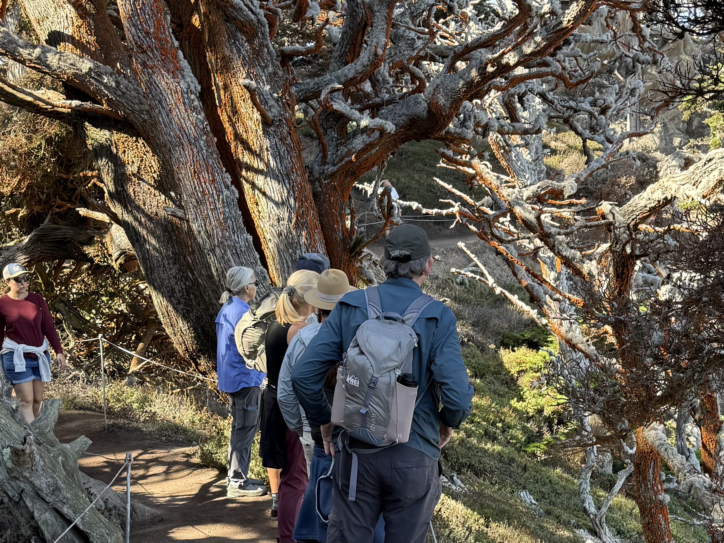 Hiking scenery on the Cypress Grove Trail at Point Lobos
