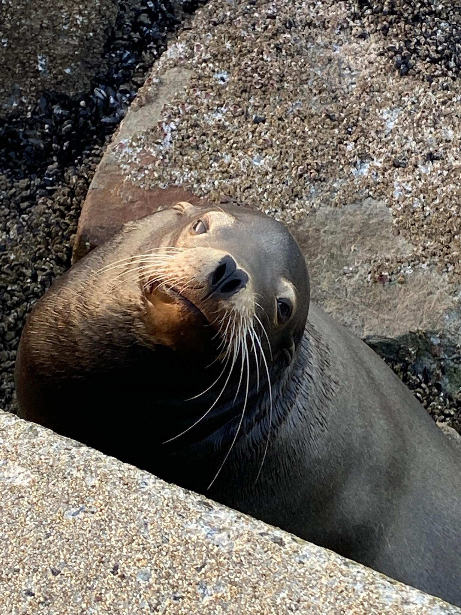 Hiking scenery on the Sea Lion Point Trail at Point Lobos